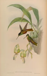 Helianthea bonapartei